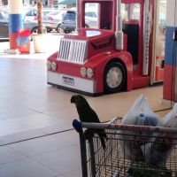 Papagaio é levado às compras em mercadinho