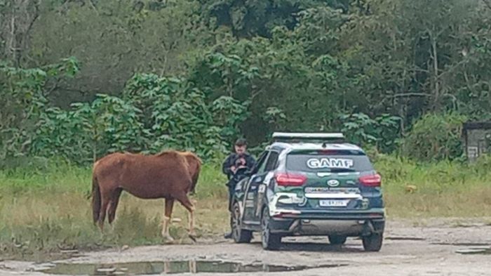 GM recolhe cavalo vítima de maus-tratos na Contorno Sul (Fotos: Divulgação)