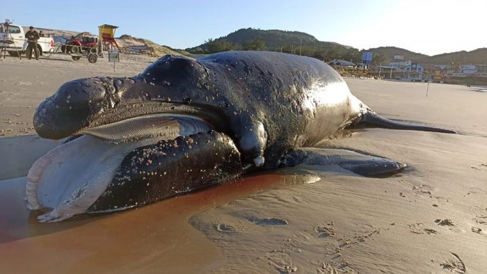 Corpo deve ser enterrado na praia (Foto: Divulgação)