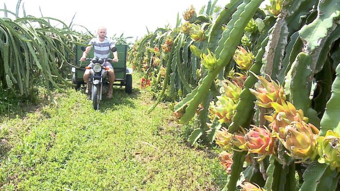 (Foto: Divulgação/Epagri)