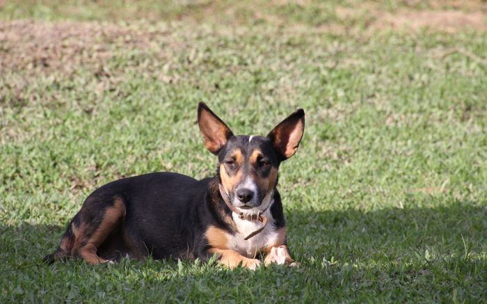 São 12 doguinhos e três gatinhos disponíveis para adoção (Foto: Divulgação)