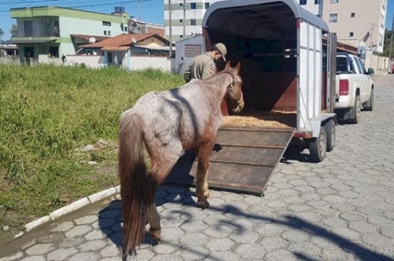 80% das ocorrências com cavalos atendidas são de carroças usados por catadores de recicláveis (foto: divulgação)