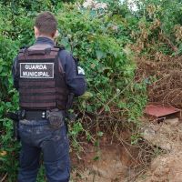 Andarilho constrói toca sob a restinga da praia Brava