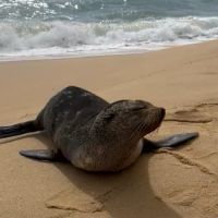 Lobo marinho faz visita