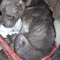 Pitbull maltratado é resgatado em Camboriú 