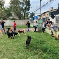 Escola empresta jardim pra passeios com pets  