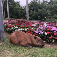 Capivara ferida está sendo monitorada por técnicos, informa IMA 