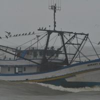 PL que tenta proibir a pesca de arrasto tem parecer contrário 