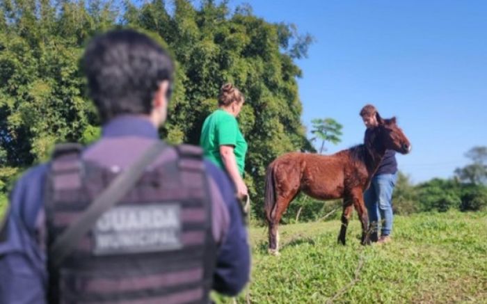 Égua roubada da Uapa é recuperada pela Guarda (Foto: Divulgação)