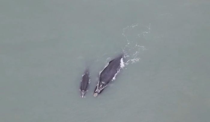 Ela estava acompanhada do filhote na praia do Campeche (Foto: Reprodução)