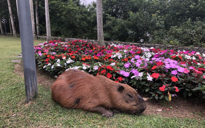 Capivara tem sido vista na avenida Beira Rio

Foto: João Batista