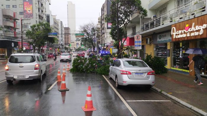 Árvore caiu em cima da pista na 3ª Avenida na altura do número 887
(Foto: Divulgação)