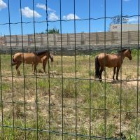 Cavalos em situação de maus-tratos