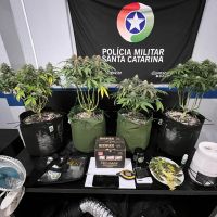 PM descobre estufa de maconha em casa de Camboriú