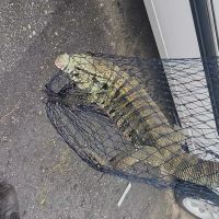 Vídeo: Lagarto invade casa no Cordeiros e é resgatado pela Guarda Ambiental