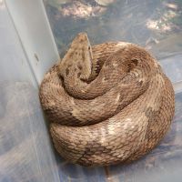 Jararaca é resgatada durante obra em rodovia de Santa Catarina