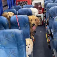 Creche para pets tem “busdog” e viraliza nas redes sociais