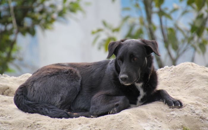 Inis orienta a população sobre os cuidados necessários com os animais caso de inundação (Foto: Divulgação)