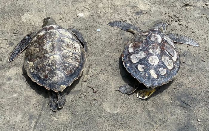 Animais foram recolhidos pela limpeza e não pelo projeto de monitoramento de praias
 (Foto: divulgação)