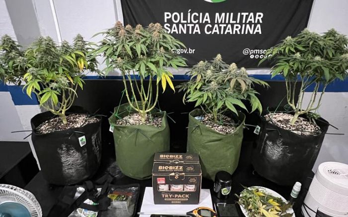 Quatro pés de maconha foram apreendidos (Foto: PMSC)