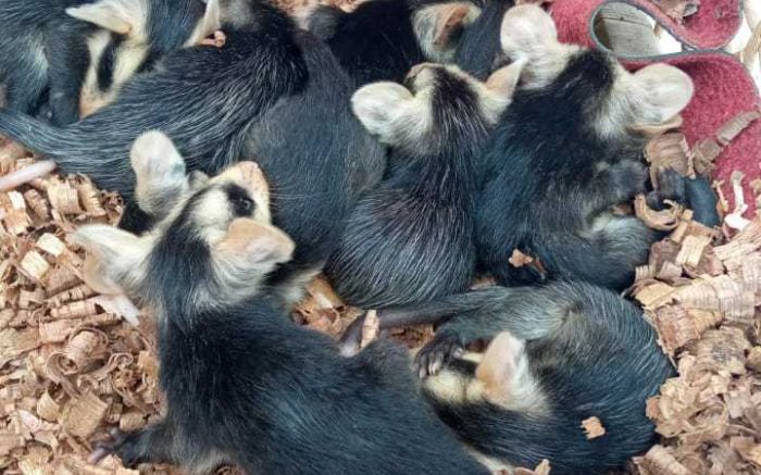 Filhotes foram levados ao zoológico (Fotos: Divulgação/GAMF)