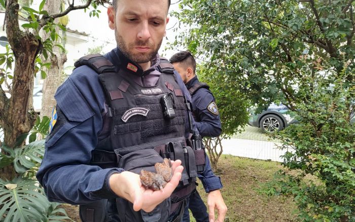 Passarinho era um filhote e estava ferido (Foto: Franciele Marcon)