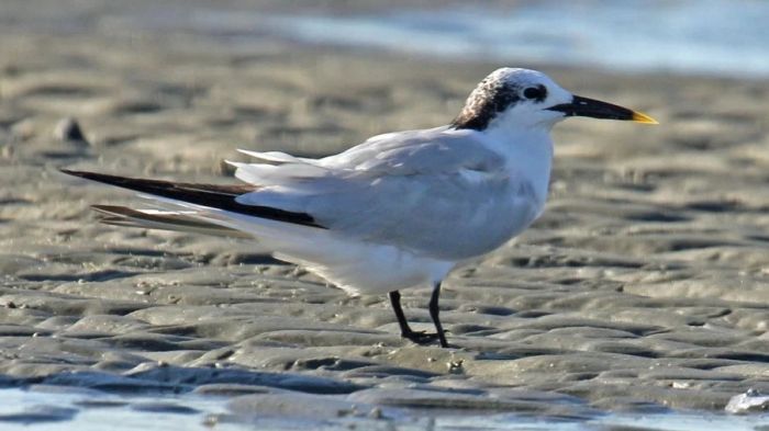 Confirmação foram em aves silvestres em Barra Velha e Barra do Sul (Foto: Divulgação/Mapa)