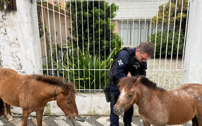 Animais estavam soltos na rua
(Fotos: Divulgação/Guarda Municipal Ambiental de Itajaí)