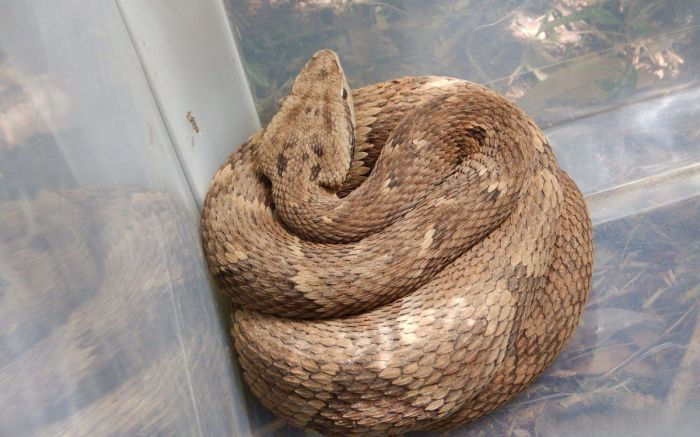 Jararaca é resgatada durante obra em rodovia de Santa Catarina (Foto: Divulgação)