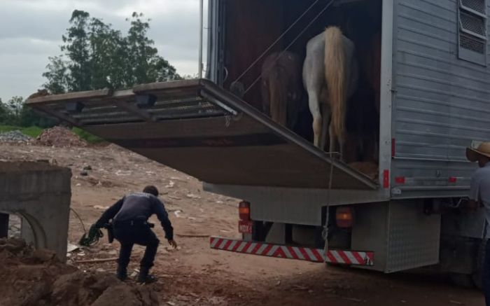 Os animais não apresentavam ferimentos (Foto: Divulgação)