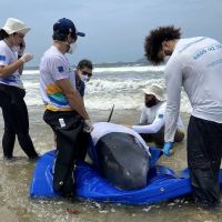 Baleia ficou em “piscina” até ser resgatada 