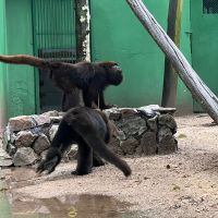 Macaquinhos vítimas de maus-tratos ganham nova casa