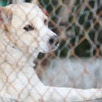 Feira de adoção de animais rola neste finde em Itajaí 