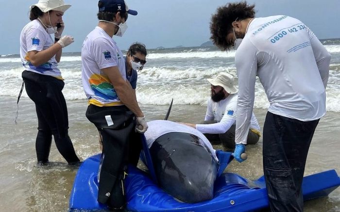 Equipes fizeram uma "piscina" pra manter o animal hidratado (Foto: Divulgação)