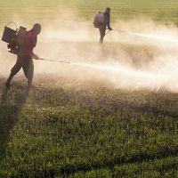 Senado aprova projeto que facilita liberação de agrotóxicos