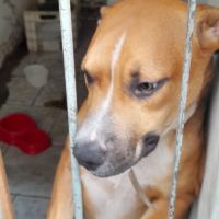 Tutor vai embora e abandona cães