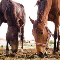 Dois cavalos estão disponíveis pra adoção em Navegantes