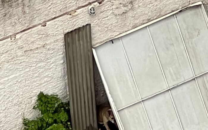 Cachorro fica numa área pequena, sem abrigo e pegando chuva e sol

 (Fotos: Leitor)