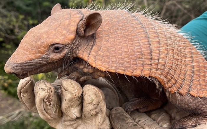 Tatus e cuícas foram alguns dos animais resgatados (Fotos: divulgação)