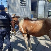 Cavalo furtado da Uapa é encontrado