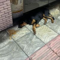 Rottweiler é resgatado na rua Uruguai