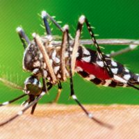 Oito pessoas morreram vítimas da dengue em SC em 2024  