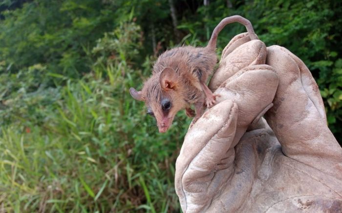 Animais foram devolvidos à natureza

(Foto: Divulgação/Dnit)