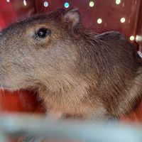 Capivara presa em bueiro é resgatada