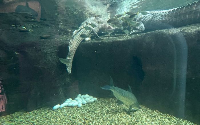 Toda a postura dos ovos foi registrada em vídeo (Foto: Divulgação Oceanic Aquarium)