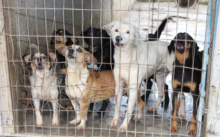 Cadastro para castração gratuita de pets agora é digital em Itajaí (Foto: Divulgação/Prefeitura de Itajaí)