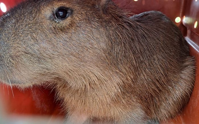 Capivara estava em um bueiro no bairro Alto São Bento (Foto: Divulgação)