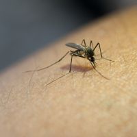 Piçarras tem mais uma morte por dengue  