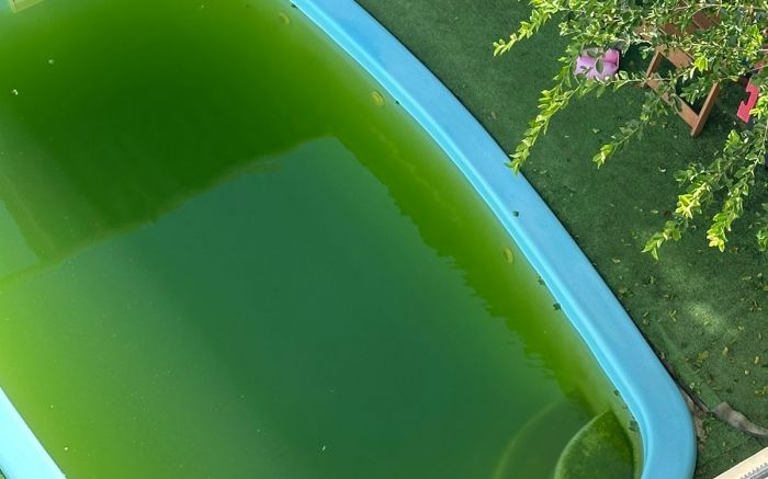 Vizinhança relatou que a piscina estaria com água parada há meses  (Foto: Leitor)