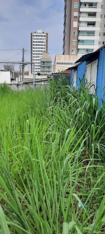 Terreno com mato alto não significa risco de dengue; mosquito precisa de um recipiente para depositar os ovos até eles eclodirem (foto: leitor)